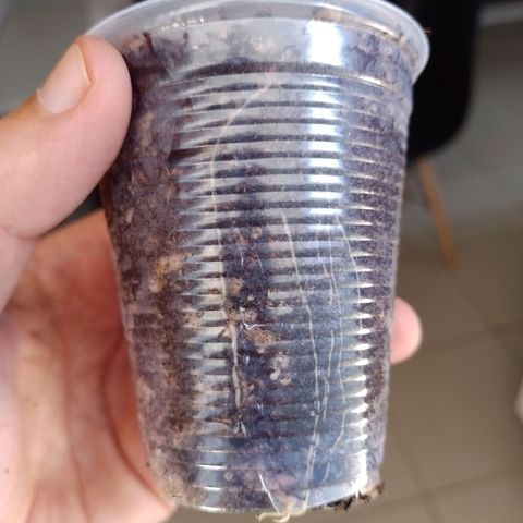 Banana Purple Punch #1 growlog timeline photo