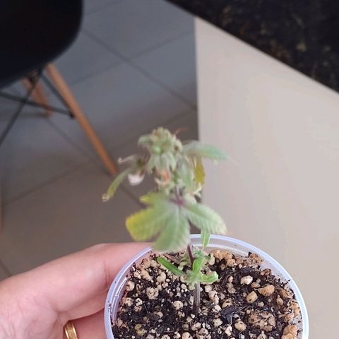 Banana Purple Punch #1 growlog timeline photo