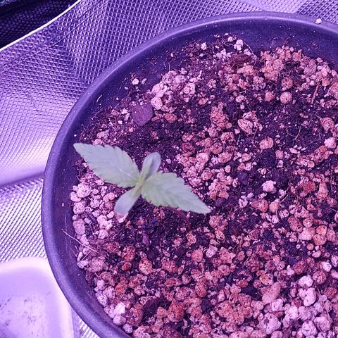 Amnesia H-Pro 1 growlog timeline photo