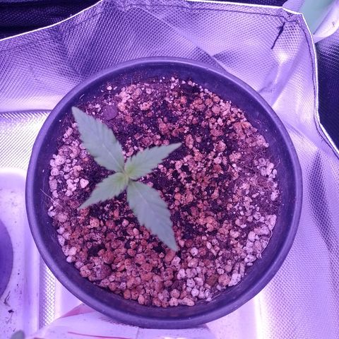 Amnesia H-Pro 1 growlog timeline photo