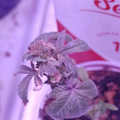 Banana Purple Punch #1 growlog timeline photo