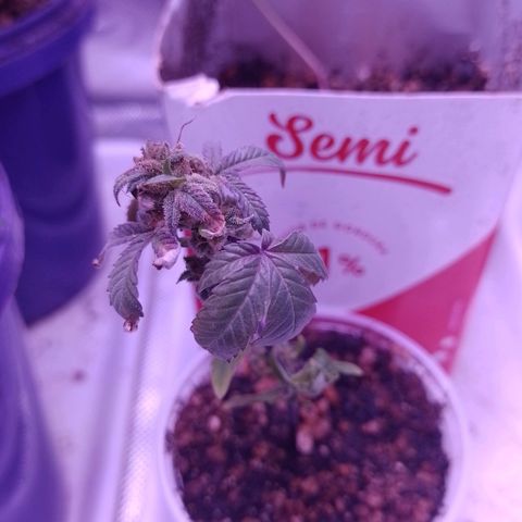 Banana Purple Punch #1 growlog timeline photo