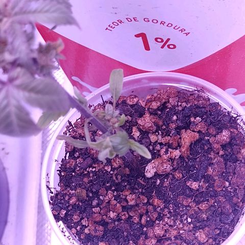 Banana Purple Punch #1 growlog timeline photo