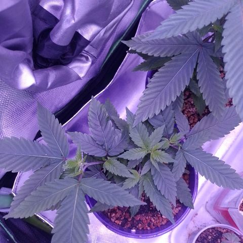 Sweet Cherry Pie growlog timeline photo