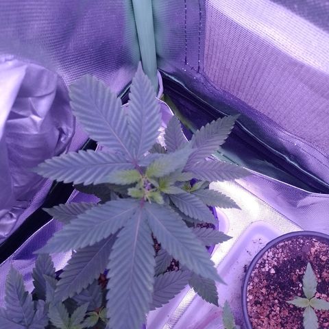 Sweet Cherry Pie growlog timeline photo
