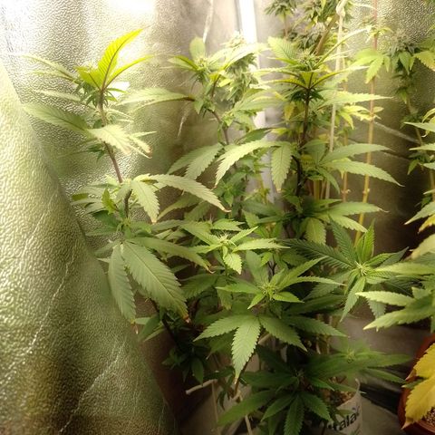 Sweet Cherry Pie growlog timeline photo
