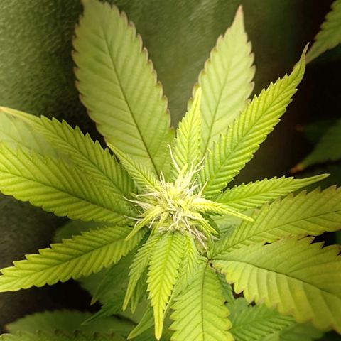 Sweet Cherry Pie growlog timeline photo