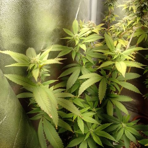 Sweet Cherry Pie growlog timeline photo