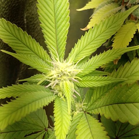 Sweet Cherry Pie growlog timeline photo