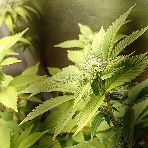 Big Bud 3 growlog timeline photo