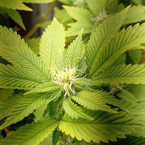 Big Bud 3 growlog timeline photo