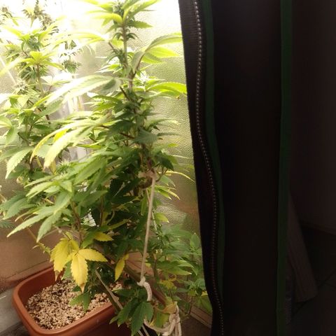 Big Bud 3 growlog timeline photo