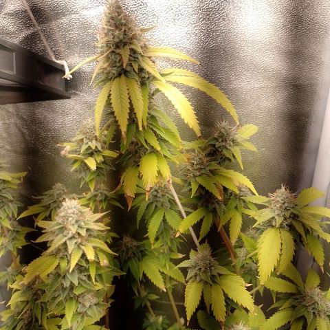 Big Bud 1 growlog timeline photo