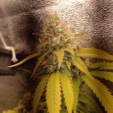 Big Bud 1 growlog timeline photo