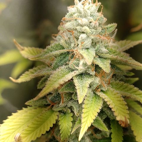 Big Bud 2 growlog timeline photo