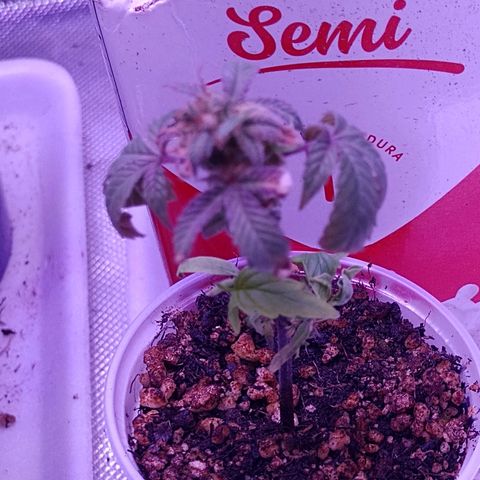 Banana Purple Punch #1 growlog timeline photo