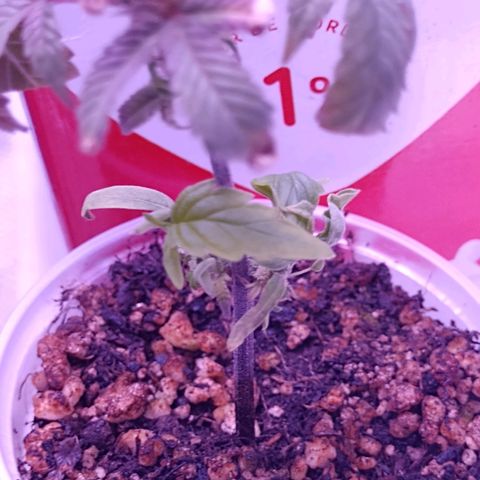 Banana Purple Punch #1 growlog timeline photo