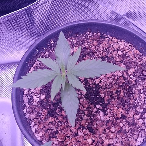 Amnesia H-Pro 1 growlog timeline photo