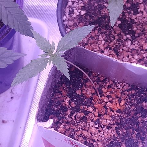 Amnesia H-Pro 2 growlog timeline photo