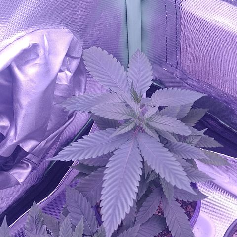 Sweet Cherry Pie growlog timeline photo