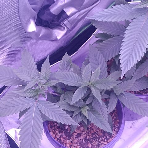 Sweet Cherry Pie growlog timeline photo