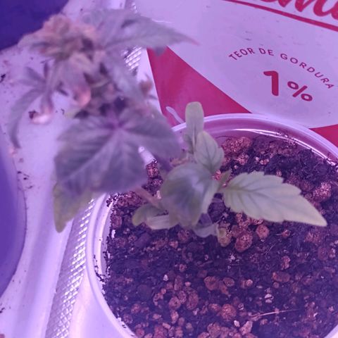 Banana Purple Punch #1 growlog timeline photo