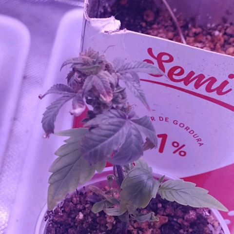 Banana Purple Punch #1 growlog timeline photo