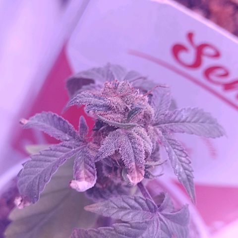 Banana Purple Punch #1 growlog timeline photo