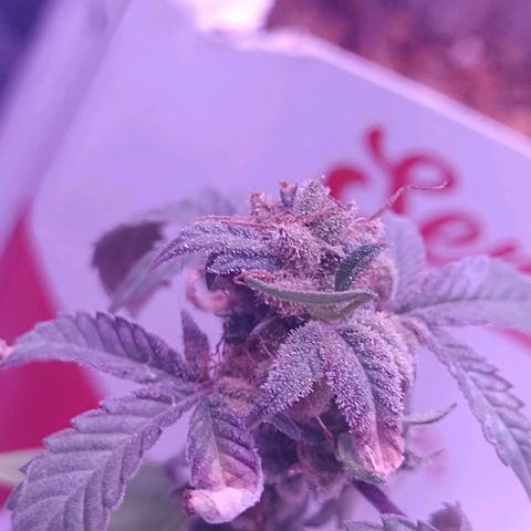 Banana Purple Punch #1 growlog timeline photo