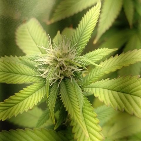 Sweet Cherry Pie growlog timeline photo