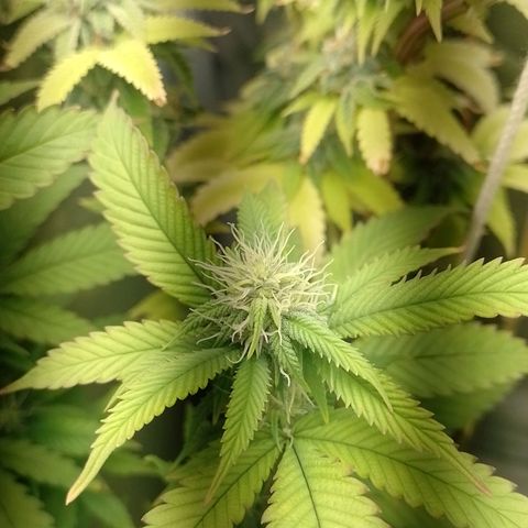 Sweet Cherry Pie growlog timeline photo