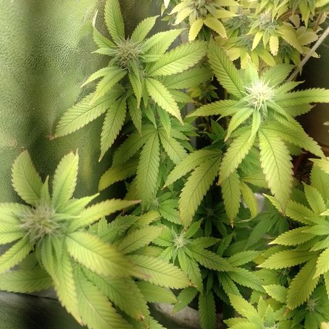 Sweet Cherry Pie growlog timeline photo