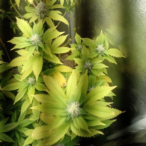 Big Bud 3 growlog photo: Regada com Deeper Underground 