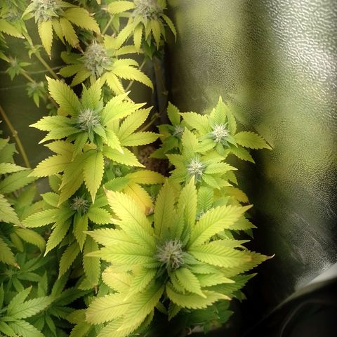 Big Bud 3 growlog photo: Regada com Deeper Underground 