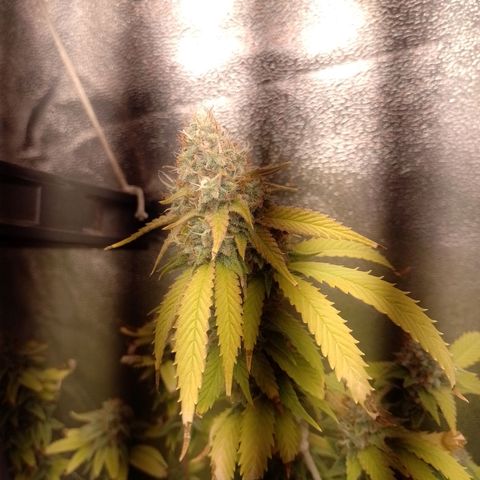 Big Bud 1 growlog timeline photo