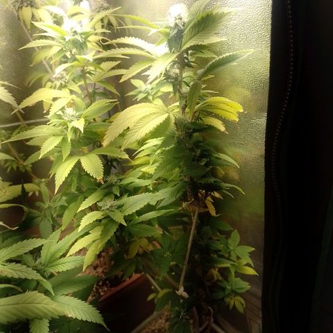 Big Bud 3 growlog photo: Regada com Deeper Underground 