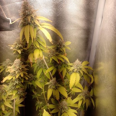 Big Bud 1 growlog timeline photo