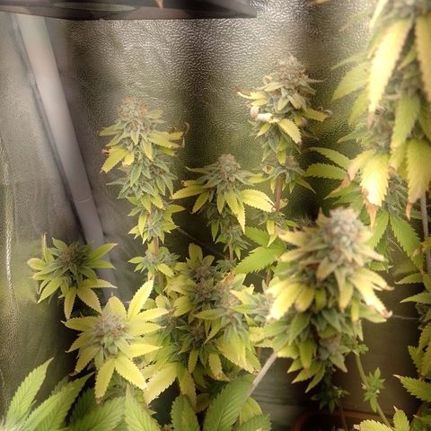 Big Bud 2 growlog timeline photo