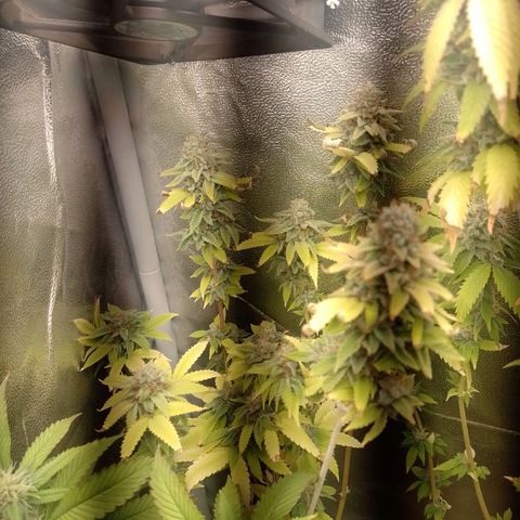 Big Bud 2 growlog timeline photo