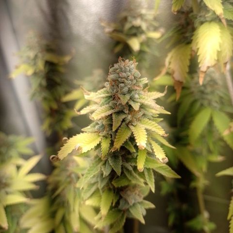 Big Bud 2 growlog timeline photo