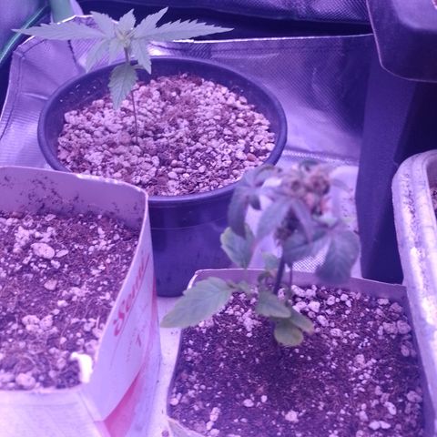 Banana Purple Punch #1 growlog photo: Transplante 