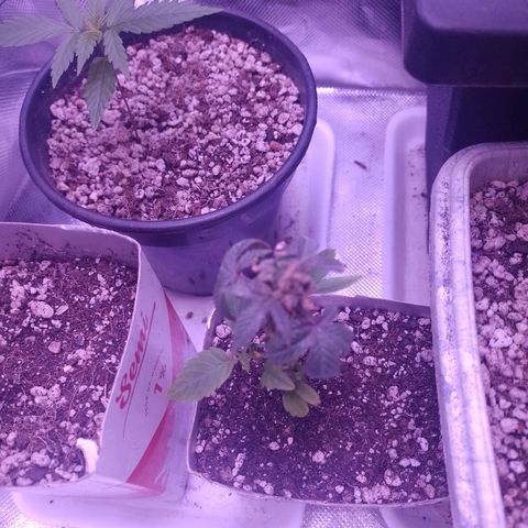 Banana Purple Punch #1 growlog photo: Transplante 