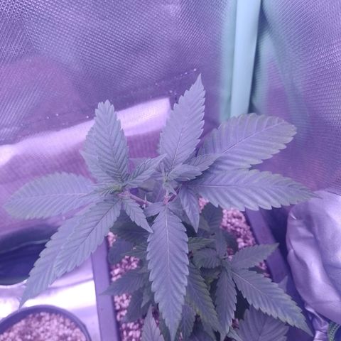 Sweet Cherry Pie growlog photo: Transplante 