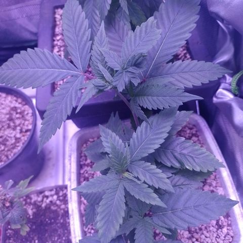 Sweet Cherry Pie growlog photo: Transplante 