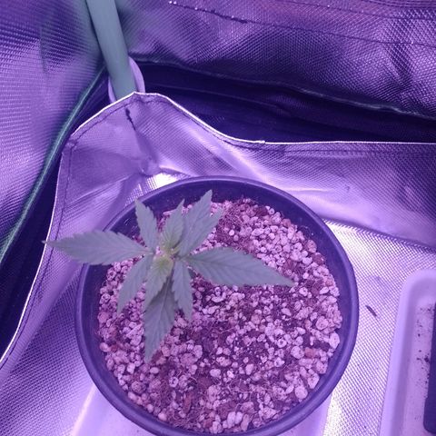 Amnesia H-Pro 1 growlog timeline photo