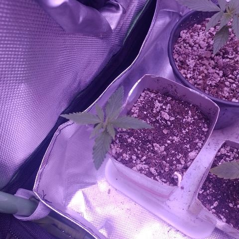 Amnesia H-Pro 2 growlog timeline photo