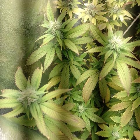 Sweet Cherry Pie growlog timeline photo
