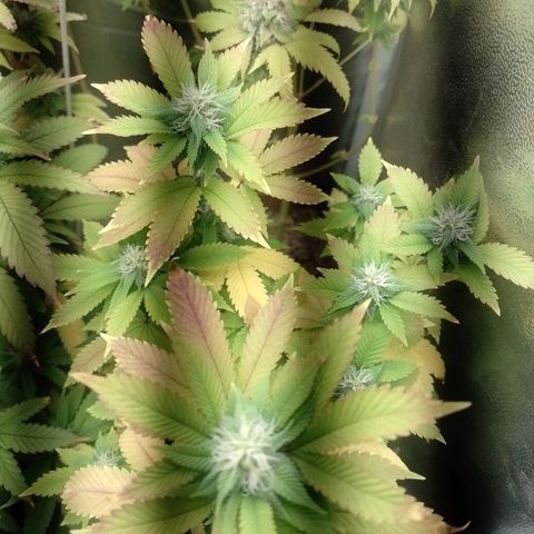 Big Bud 3 growlog timeline photo