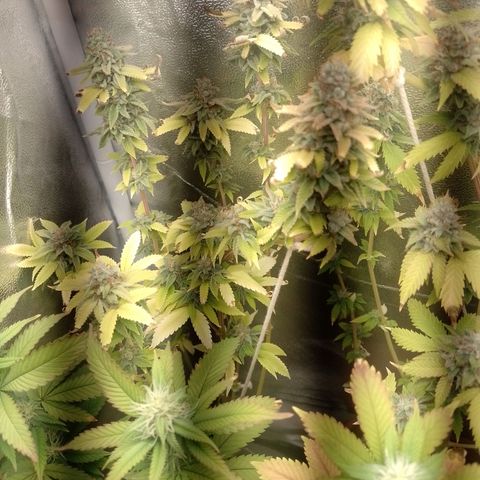 Big Bud 2 growlog timeline photo