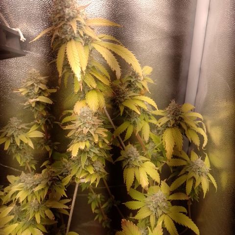 Big Bud 1 growlog timeline photo